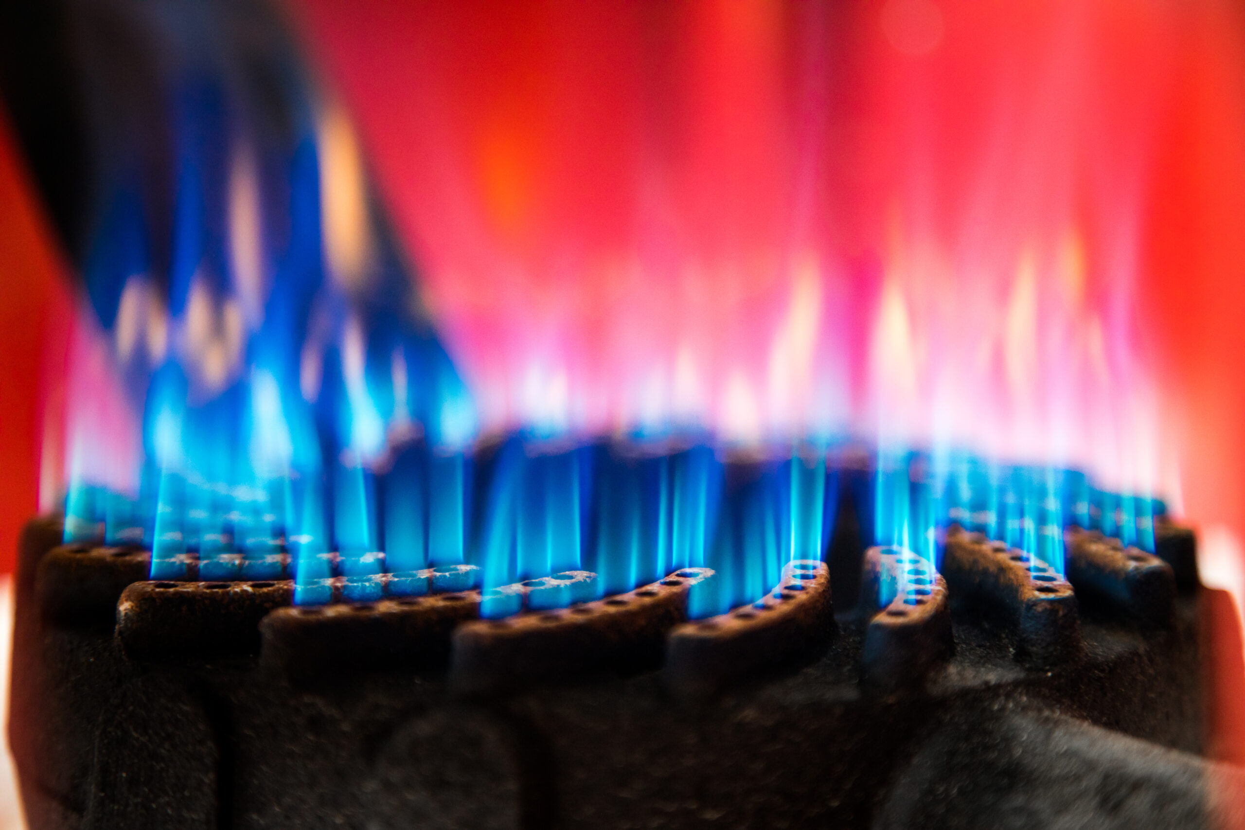 Close-up of blue gas flames on a stove burner.
